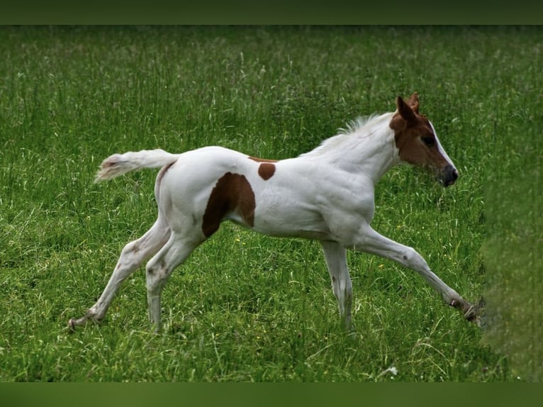 Paint Horse Merrie 1 Jaar Overo-alle-kleuren in Schrozberg