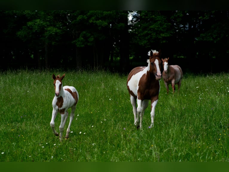 Paint Horse Merrie 1 Jaar Tobiano-alle-kleuren in Schrozberg