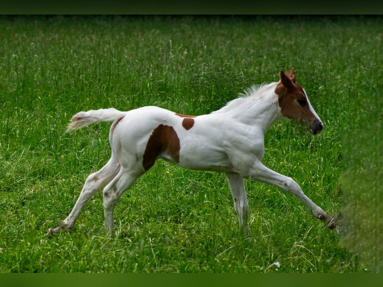 Paint Horse Merrie 1 Jaar Tobiano-alle-kleuren in Schrozberg