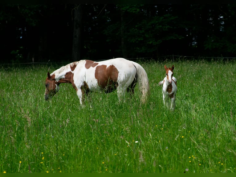 Paint Horse Merrie 1 Jaar Tobiano-alle-kleuren in Schrozberg