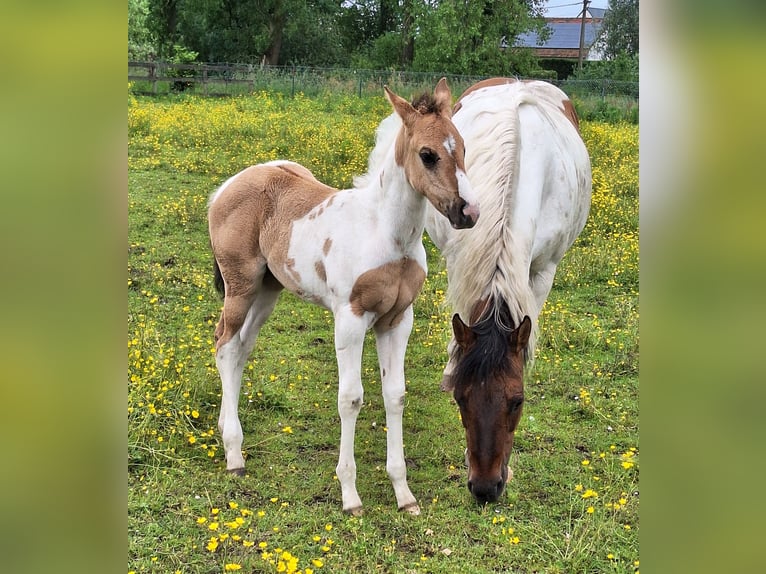 Paint Horse Merrie 1 Jaar Tobiano-alle-kleuren in Gavere