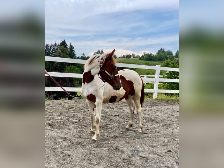 Paint Horse Merrie 1 Jaar Tobiano-alle-kleuren in Rheinfelden