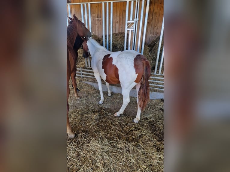 Paint Horse Merrie 1 Jaar Tobiano-alle-kleuren in Rheinfelden