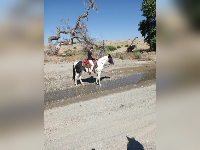 Paint Horse Merrie 20 Jaar 152 cm Tobiano-alle-kleuren in Llano, CA