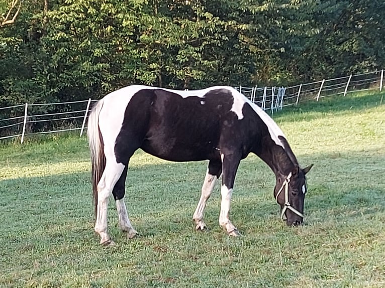 Paint Horse Mix Merrie 21 Jaar 155 cm Gevlekt-paard in Warstein