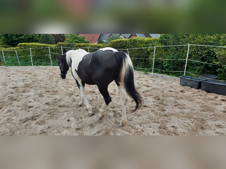 Paint Horse Mix Merrie 21 Jaar 155 cm Gevlekt-paard in Warstein
