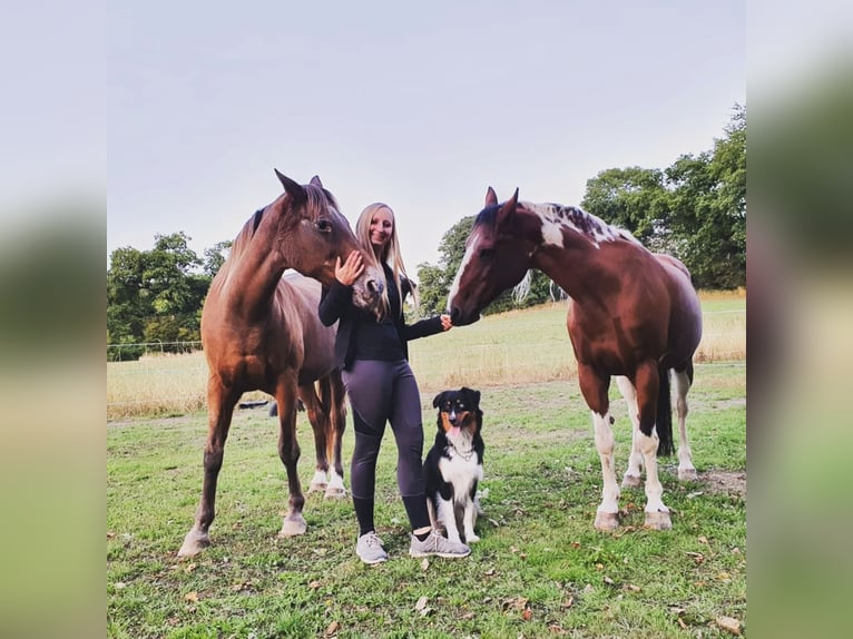 Paint Horse Mix Merrie 22 Jaar 148 cm Gevlekt-paard in Modautal