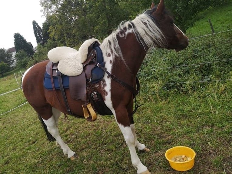 Paint Horse Mix Merrie 22 Jaar 148 cm Gevlekt-paard in Modautal