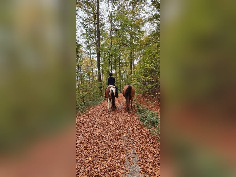 Paint Horse Mix Merrie 22 Jaar 148 cm Gevlekt-paard in Modautal