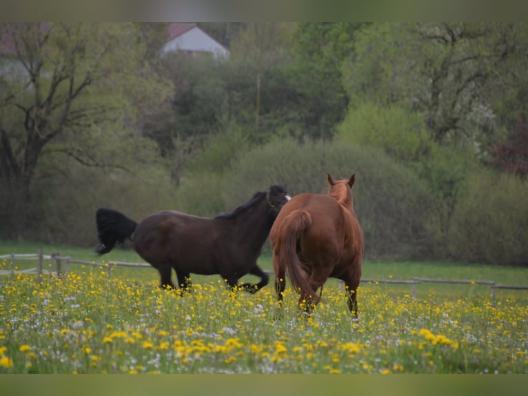 Paint Horse Merrie 22 Jaar 150 cm Vos in Freystadt