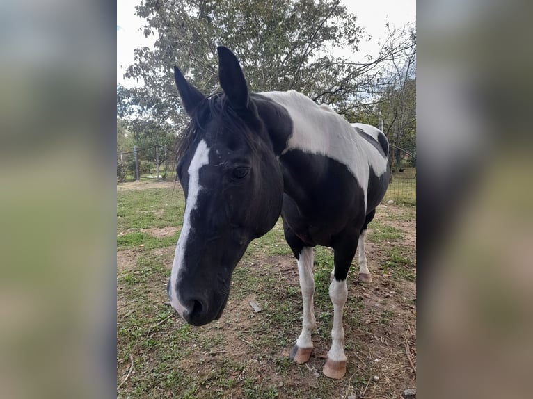 Paint Horse Merrie 24 Jaar 160 cm Tobiano-alle-kleuren in Colloredo di monte albano