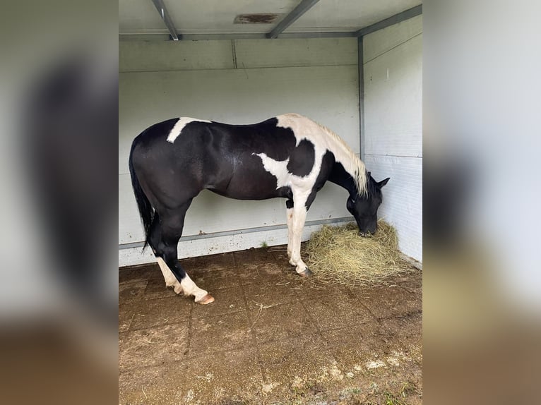 Paint Horse Merrie 24 Jaar 160 cm Tobiano-alle-kleuren in Colloredo di monte albano