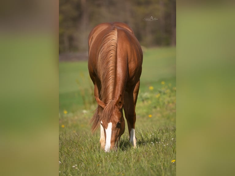 Paint Horse Merrie 2 Jaar 143 cm Vos in HÖCHSTBERG