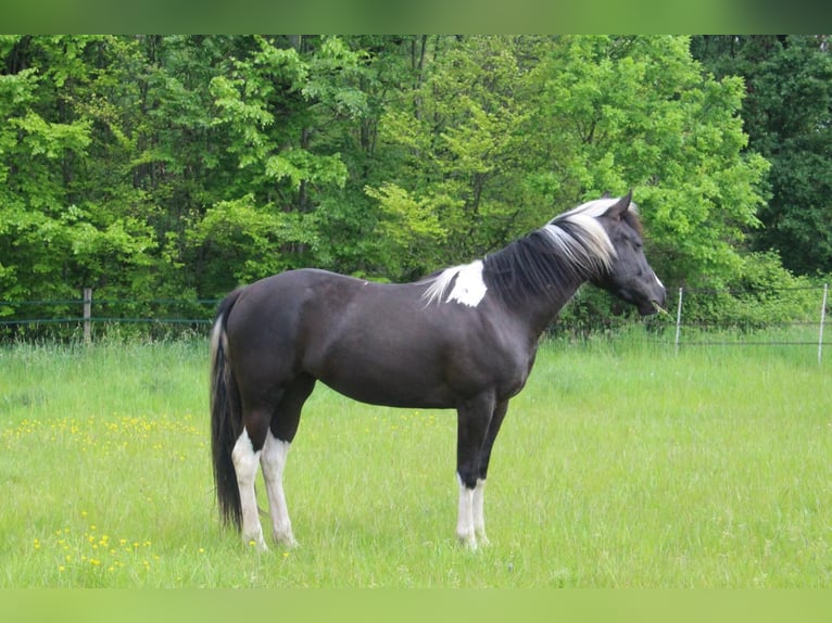 Paint Horse Merrie 2 Jaar 145 cm Tobiano-alle-kleuren in Duisburg
