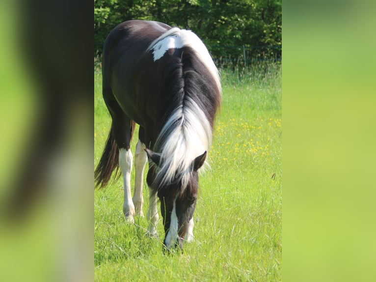 Paint Horse Merrie 2 Jaar 145 cm Tobiano-alle-kleuren in Duisburg