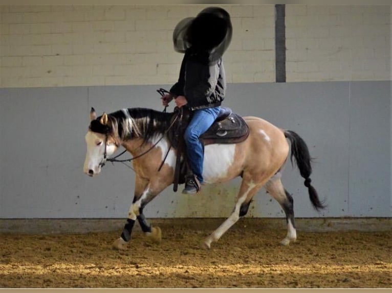 Paint Horse Merrie 2 Jaar 148 cm Overo-alle-kleuren in Warburg