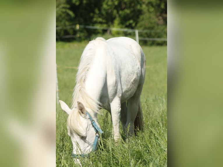 Paint Horse Merrie 2 Jaar 148 cm Overo-alle-kleuren in Warburg