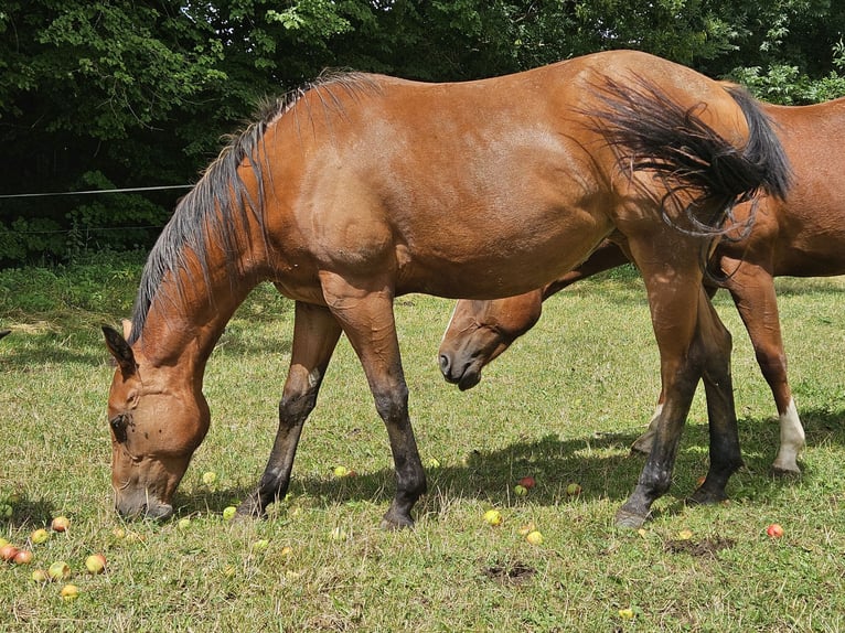 Paint Horse Merrie 2 Jaar 150 cm Bruin in Eggenthal