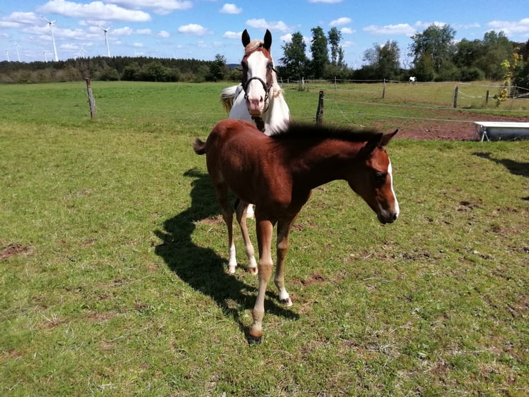 Paint Horse Merrie 2 Jaar 150 cm Donkerbruin in Hellenthal