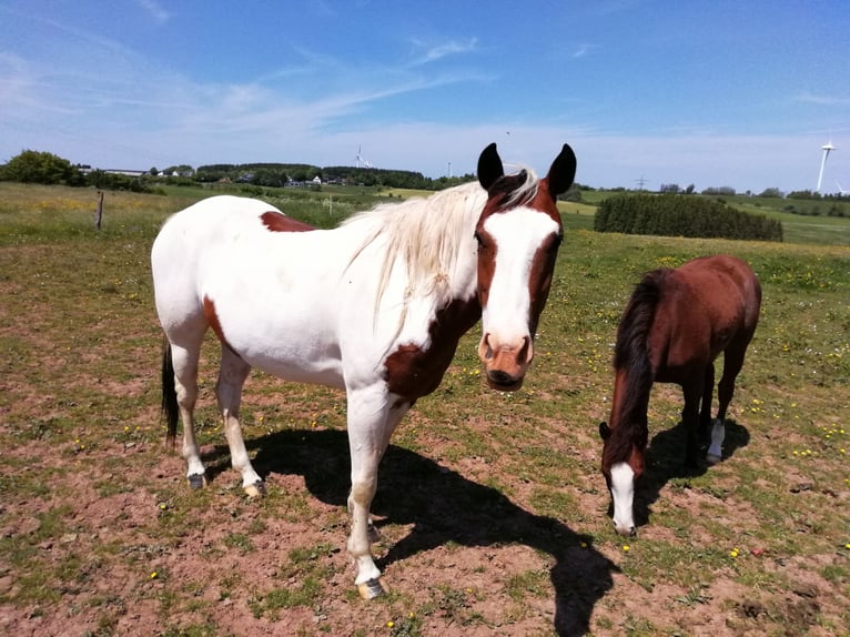 Paint Horse Merrie 2 Jaar 150 cm Donkerbruin in Hellenthal