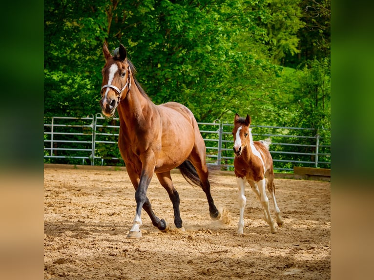 Paint Horse Merrie 2 Jaar 150 cm Gevlekt-paard in Eggenthal