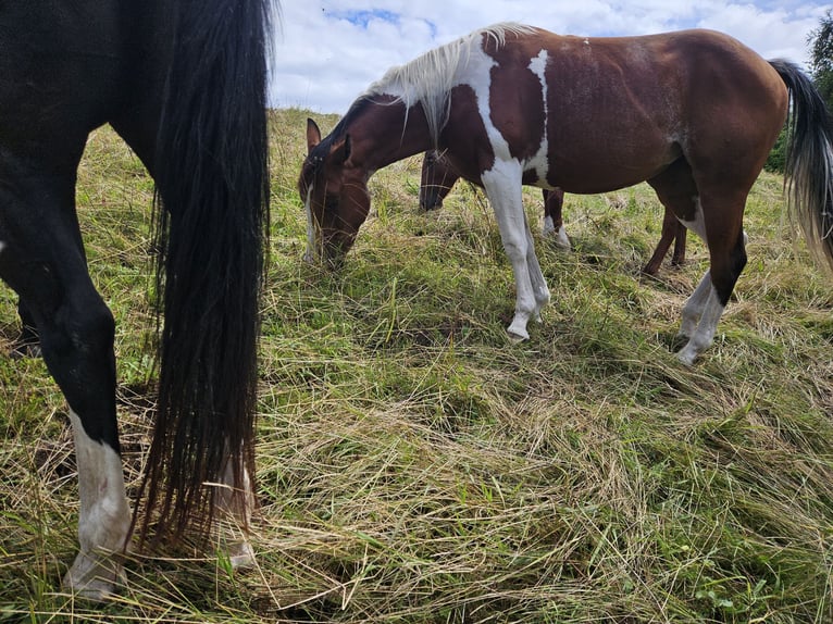 Paint Horse Merrie 2 Jaar 150 cm Gevlekt-paard in Eggenthal