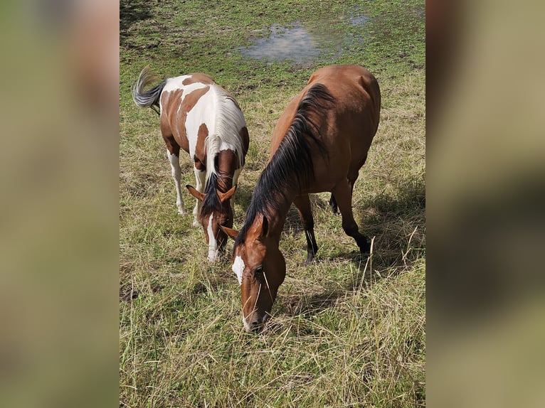 Paint Horse Merrie 2 Jaar 150 cm Gevlekt-paard in Eggenthal