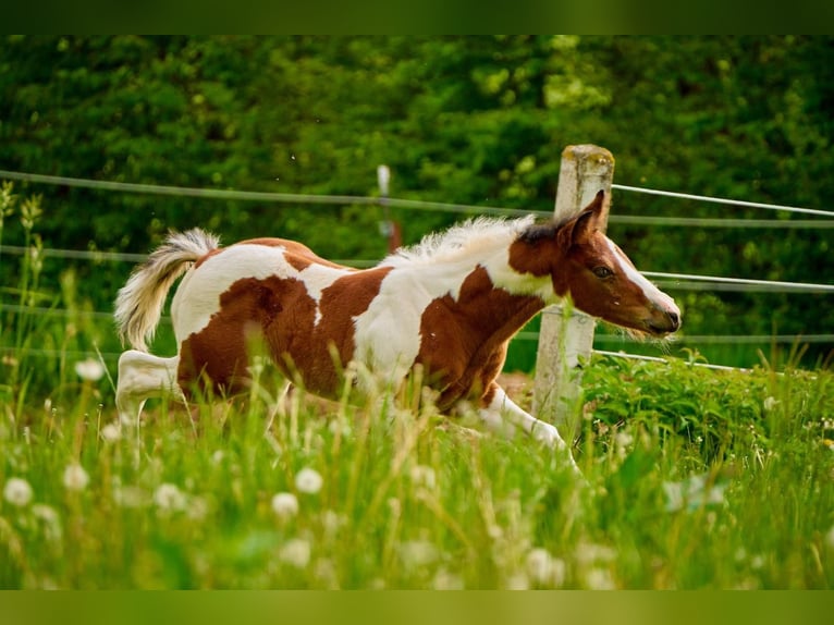 Paint Horse Merrie 2 Jaar 150 cm Gevlekt-paard in Eggenthal