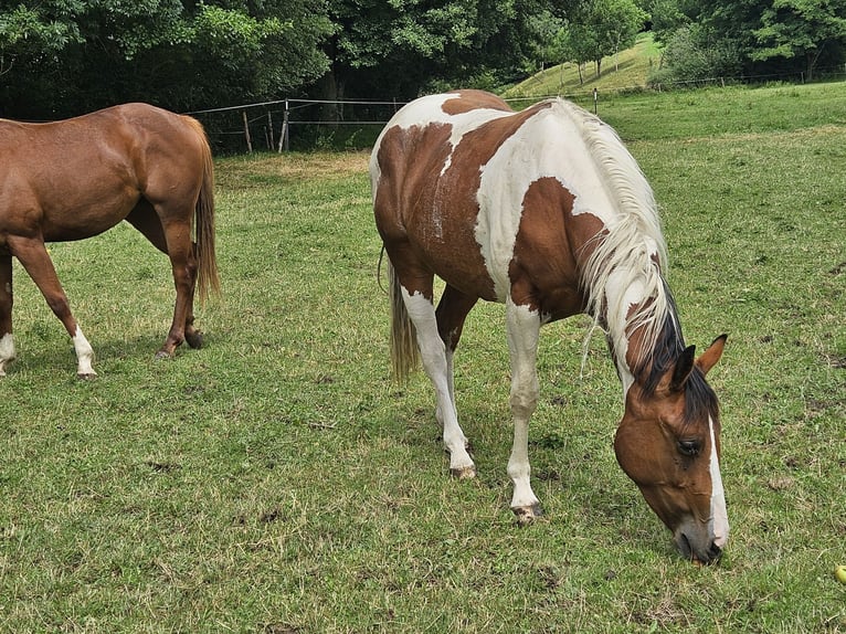 Paint Horse Merrie 2 Jaar 150 cm Gevlekt-paard in Eggenthal