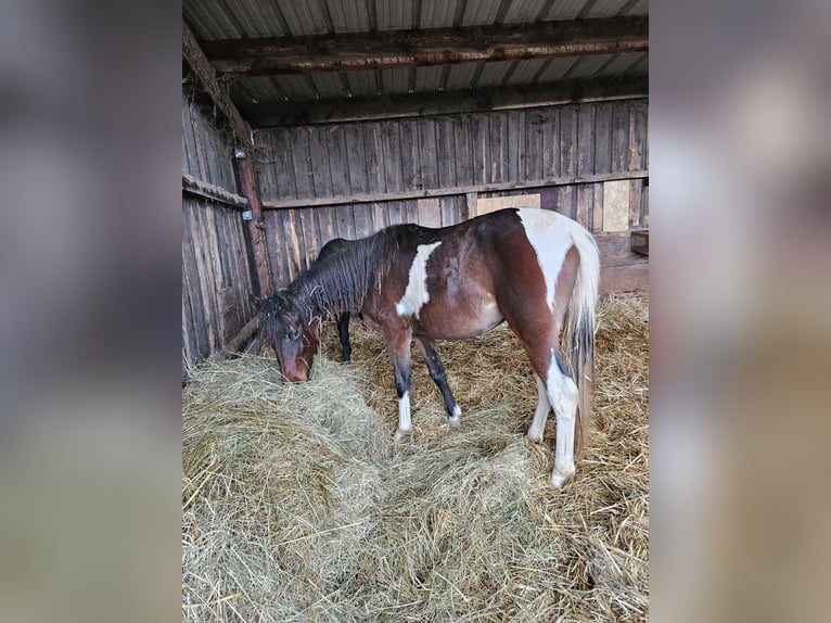 Paint Horse Mix Merrie 2 Jaar 150 cm Gevlekt-paard in Kirchheimbolanden