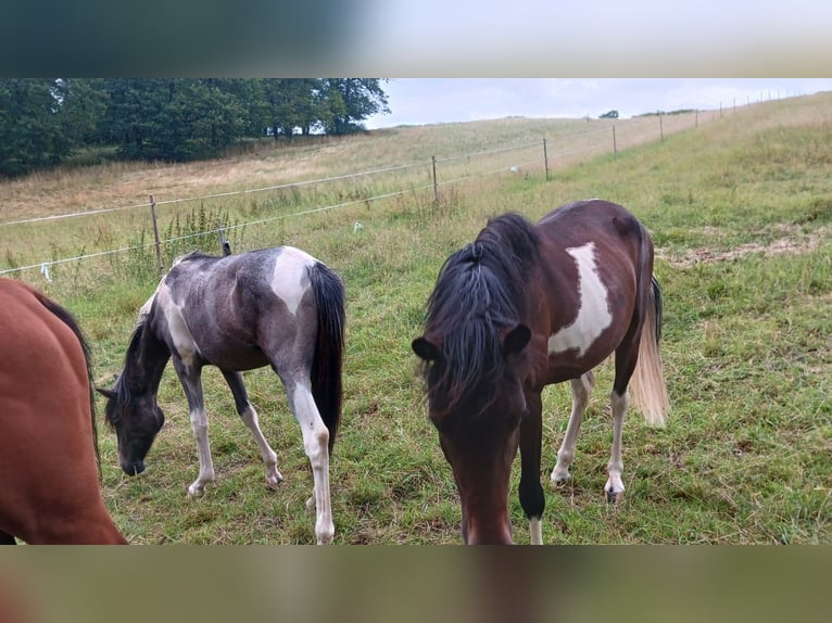 Paint Horse Mix Merrie 2 Jaar 150 cm Gevlekt-paard in Kirchheimbolanden