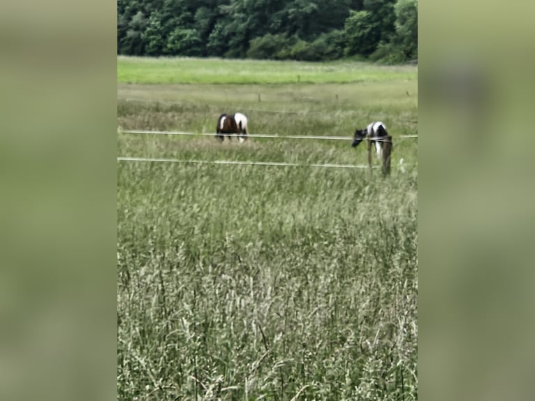 Paint Horse Mix Merrie 2 Jaar 150 cm Gevlekt-paard in Kirchheimbolanden