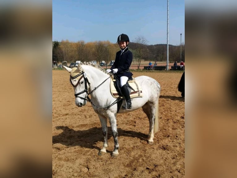 Paint Horse Mix Merrie 2 Jaar 150 cm Gevlekt-paard in Kirchheimbolanden