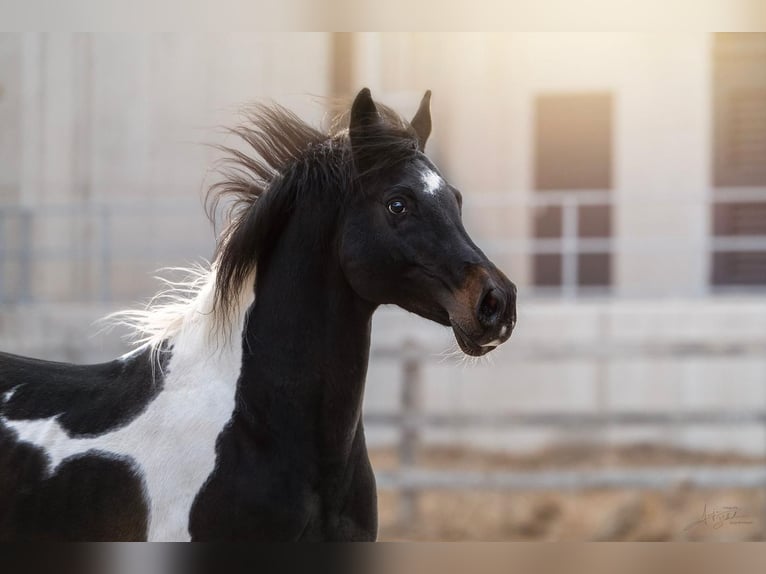 Paint Horse Mix Merrie 2 Jaar 150 cm Gevlekt-paard in Kirchheimbolanden