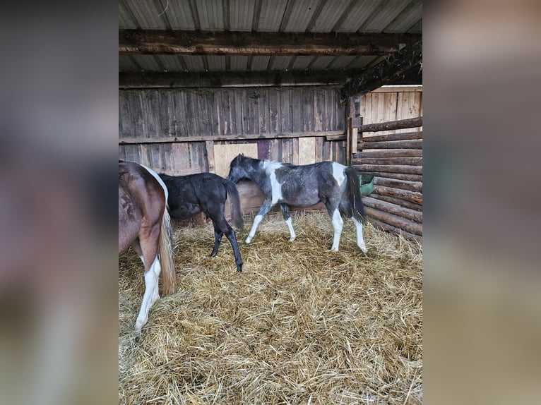 Paint Horse Mix Merrie 2 Jaar 150 cm Gevlekt-paard in Kirchheimbolanden