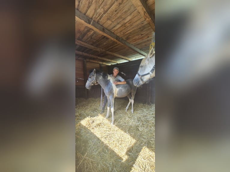 Paint Horse Mix Merrie 2 Jaar 150 cm Gevlekt-paard in Kirchheimbolanden