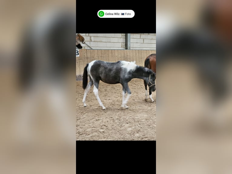 Paint Horse Mix Merrie 2 Jaar 150 cm Gevlekt-paard in Kirchheimbolanden