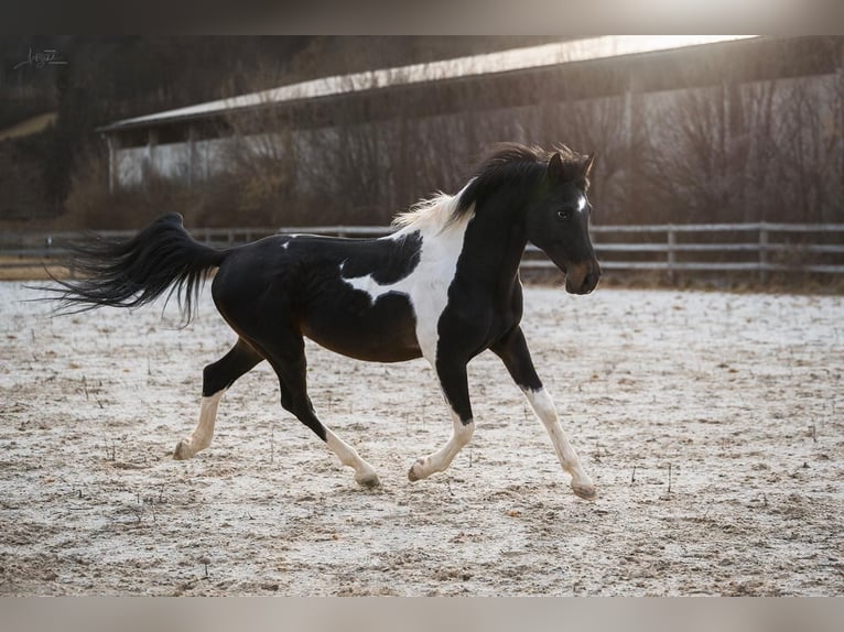 Paint Horse Mix Merrie 2 Jaar 150 cm Gevlekt-paard in Kirchheimbolanden