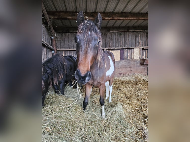 Paint Horse Mix Merrie 2 Jaar 150 cm Gevlekt-paard in Kirchheimbolanden