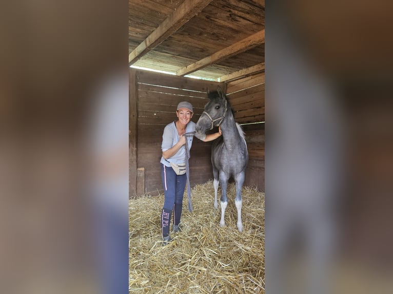 Paint Horse Mix Merrie 2 Jaar 150 cm Gevlekt-paard in Kirchheimbolanden