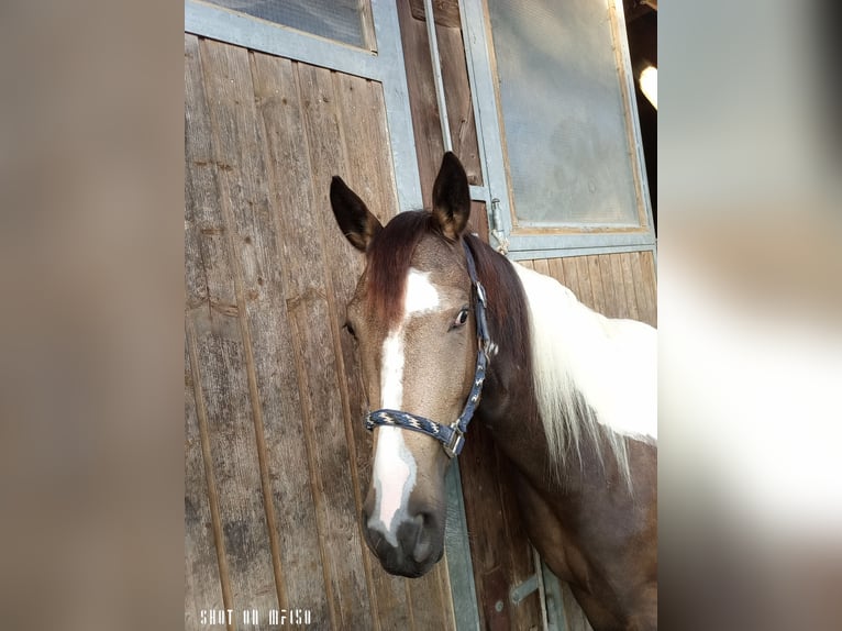 Paint Horse Mix Merrie 2 Jaar 150 cm Gevlekt-paard in Bodenkirchen