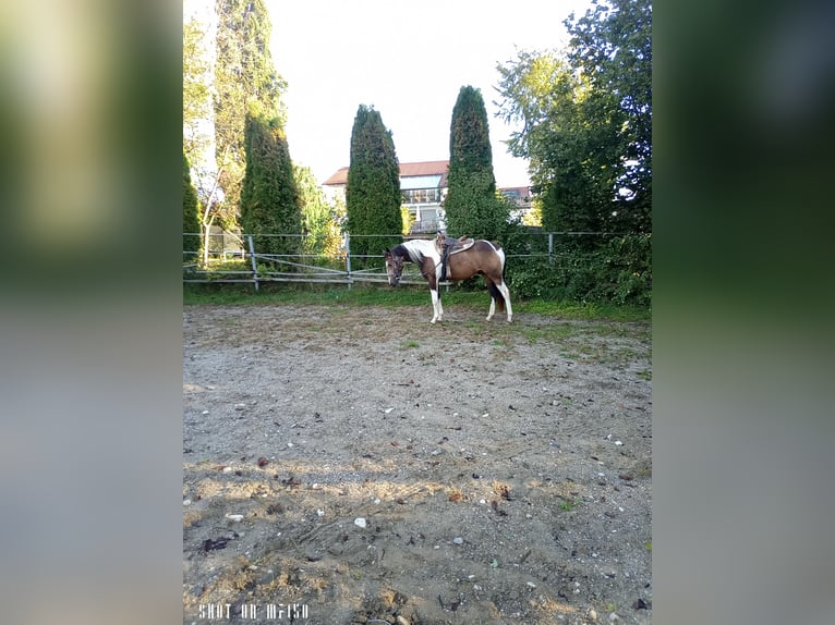 Paint Horse Mix Merrie 2 Jaar 150 cm Gevlekt-paard in Bodenkirchen