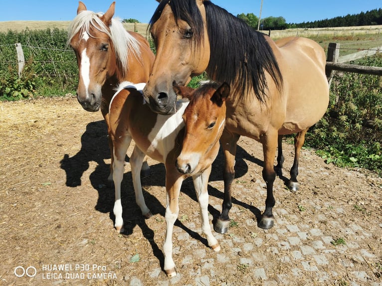 Paint Horse Merrie 2 Jaar 150 cm Gevlekt-paard in Betteldorf