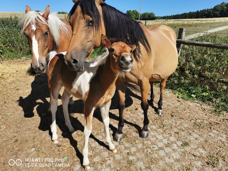 Paint Horse Merrie 2 Jaar 150 cm Gevlekt-paard in Betteldorf