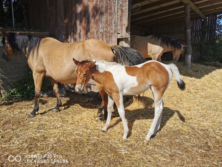 Paint Horse Merrie 2 Jaar 150 cm Gevlekt-paard in Betteldorf