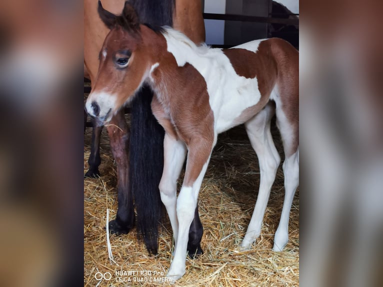 Paint Horse Merrie 2 Jaar 150 cm Gevlekt-paard in Betteldorf