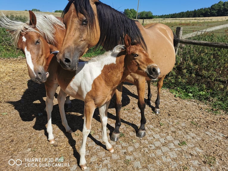 Paint Horse Merrie 2 Jaar 150 cm Gevlekt-paard in Betteldorf