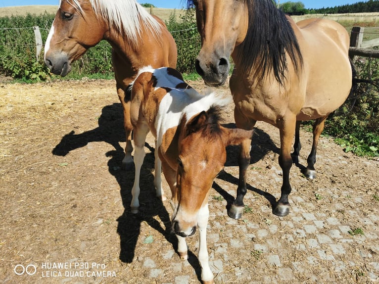 Paint Horse Merrie 2 Jaar 150 cm Gevlekt-paard in Betteldorf