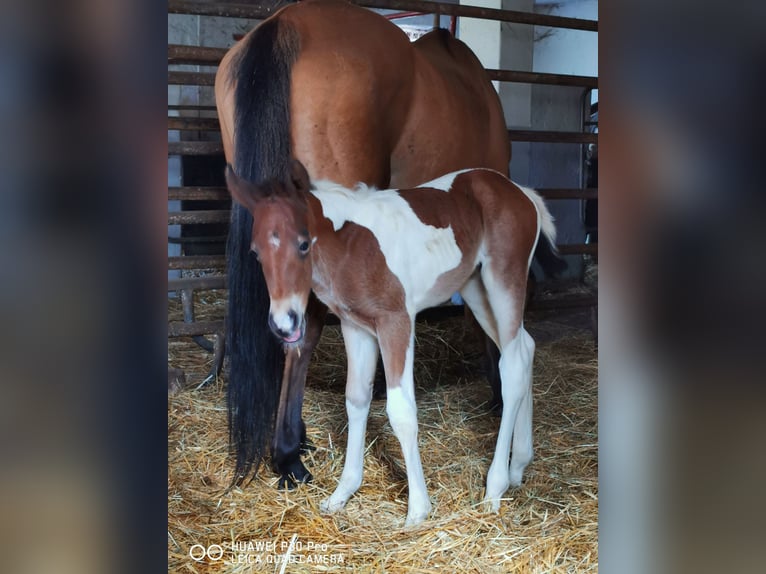 Paint Horse Merrie 2 Jaar 150 cm Gevlekt-paard in Betteldorf