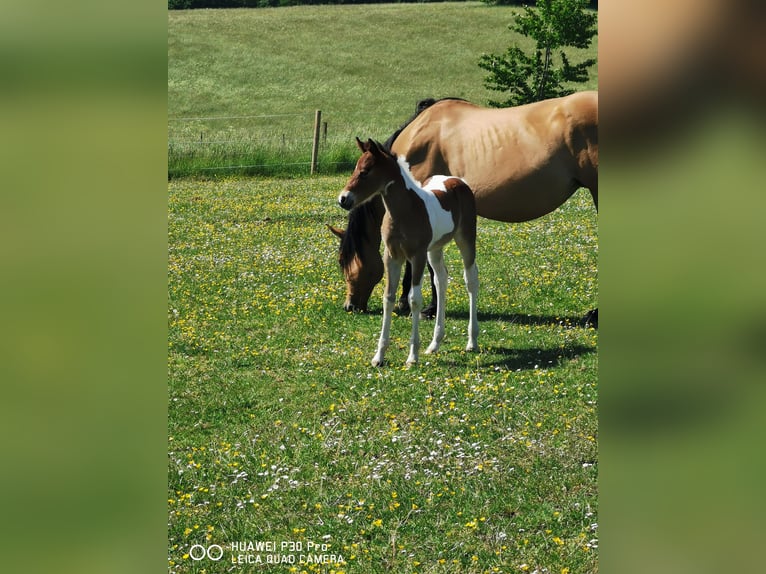 Paint Horse Merrie 2 Jaar 150 cm Gevlekt-paard in Betteldorf